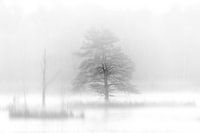 Grenspark Kalmthoutse Heide - Kortenhoeff