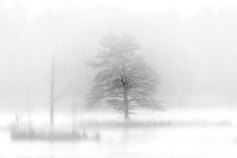 Grenzpark Kalmthoutse Heide - Kortenhoeff von Bruno Hermans