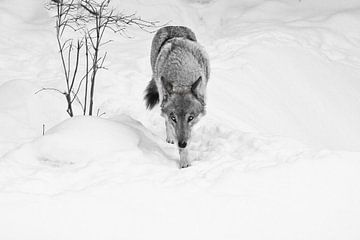 Noir look van een wandelende wolf. T van Michael Semenov