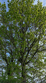 Baum am Wegesrand tree wood