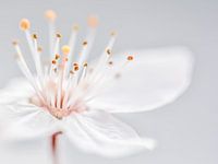 Blossom
