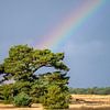 Regenbogenbaum von Wendy van der Klift-Bartelings