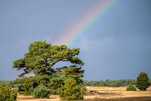 Regenbogenbaum von Wendy van der Klift-Bartelings