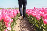 Walking through a tulip field