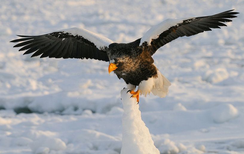 Stellers Seeadler Balancieren von Harry Eggens