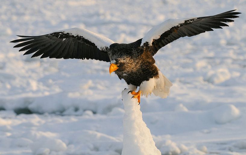 Stellers Zeearend Balancerend van Harry Eggens