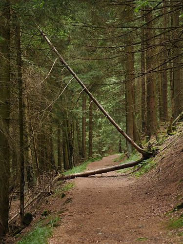 Umgestürzter Baum