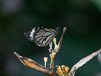 Butterfly near Angkor Wat, Siem Reap, Cambodia