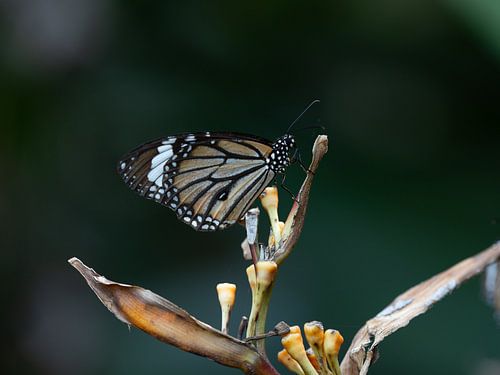 Papillon près d'Angkor Wat, à Siem Reap, au Cambodge