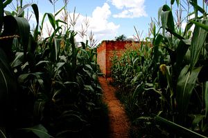 Pad door maisveld in Afrika von Martijn Koevoets