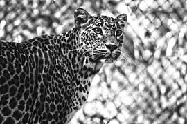 Animal by David Pichler