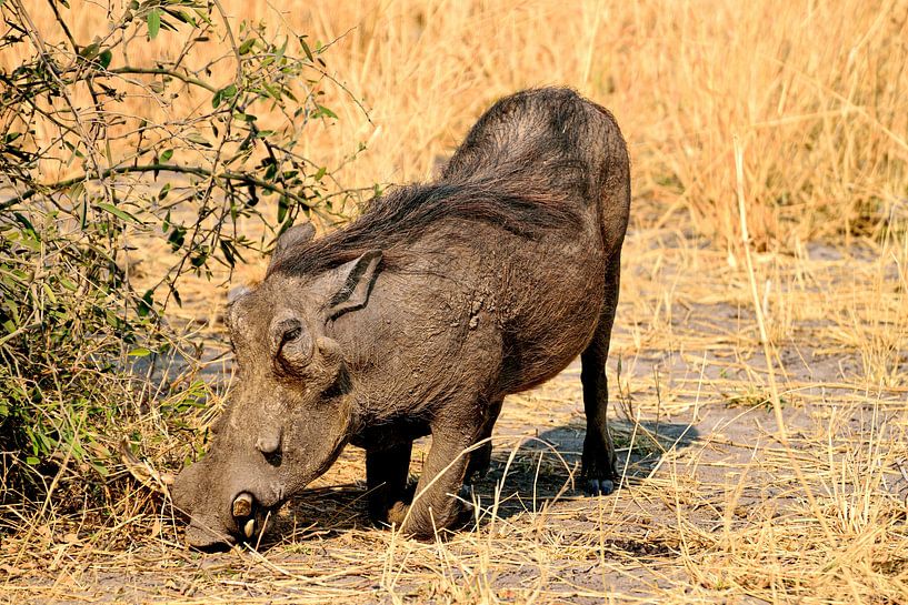 Warzenschwein/Schwarzwild von Merijn Loch