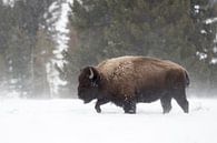 Bison d'Amérique ( Bison bison ), un bison bull cherche le chemin à travers les hautes neiges du Yel par wunderbare Erde Aperçu