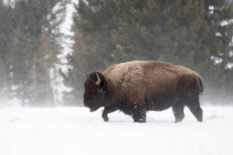Bison d'Amérique ( Bison bison ), un bison bull cherche le chemin à travers les hautes neiges du Yel par wunderbare Erde