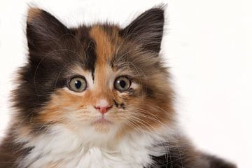 Portret van een Maine Coon kitten van Dagmar Hijmans