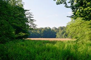 Blick auf eine Waldwiese