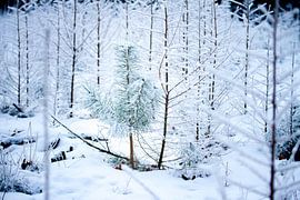 Kiefer in einem Winterwald von Karijn | Fine art Natuur en Reis Fotografie