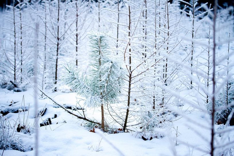 Un pin dans une forêt d'hiver par Karijn | Fine art Natuur en Reis Fotografie