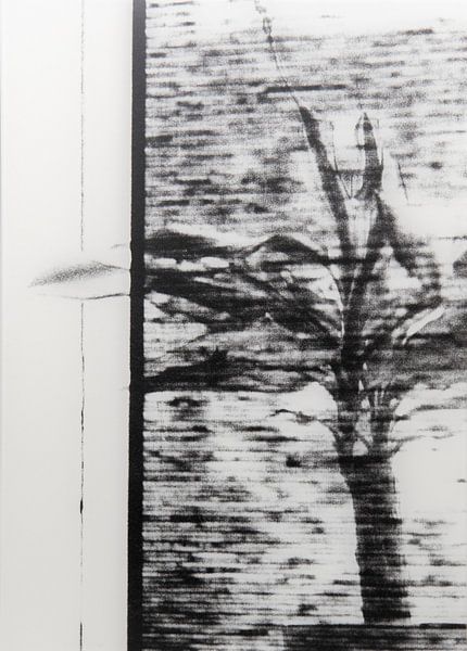 Neugierde von Tatsiana Siadova