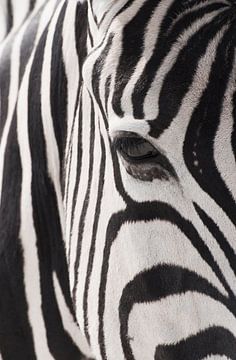 Stripes by Femke Woltring