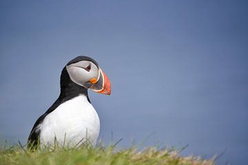 Papageientaucher auf Grimsey von Elisa in Iceland