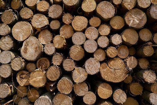 Afgezaagde boomstammen aan de rand van het bos