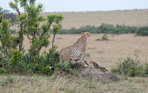 A family affair in Africa!