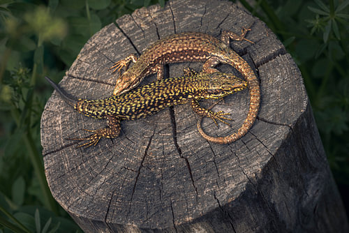 Two lizards