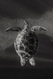 Monochrome turtle by Romy Oomen