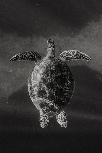 Tortue monochrome