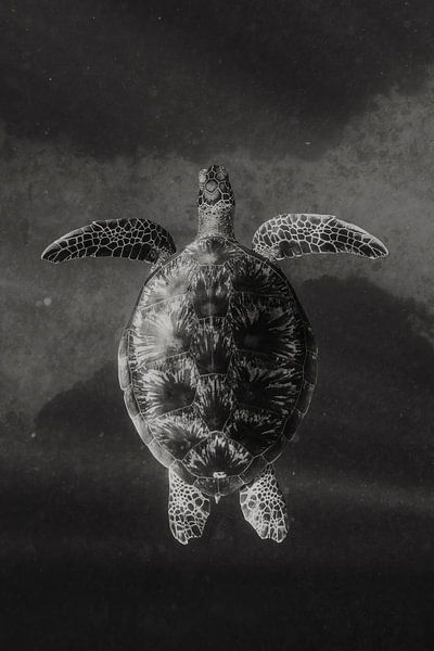 Tortue monochrome par Romy Oomen