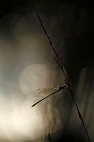 Damselfly in the evening sun