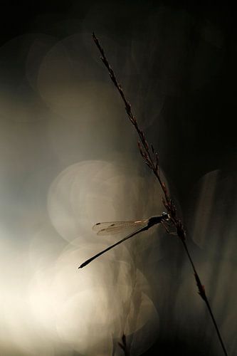 Damselfly in the evening sun