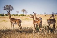 Gazellen in Nationaal Park Tsavo in Kenia van Ingrid van Wolferen thumbnail