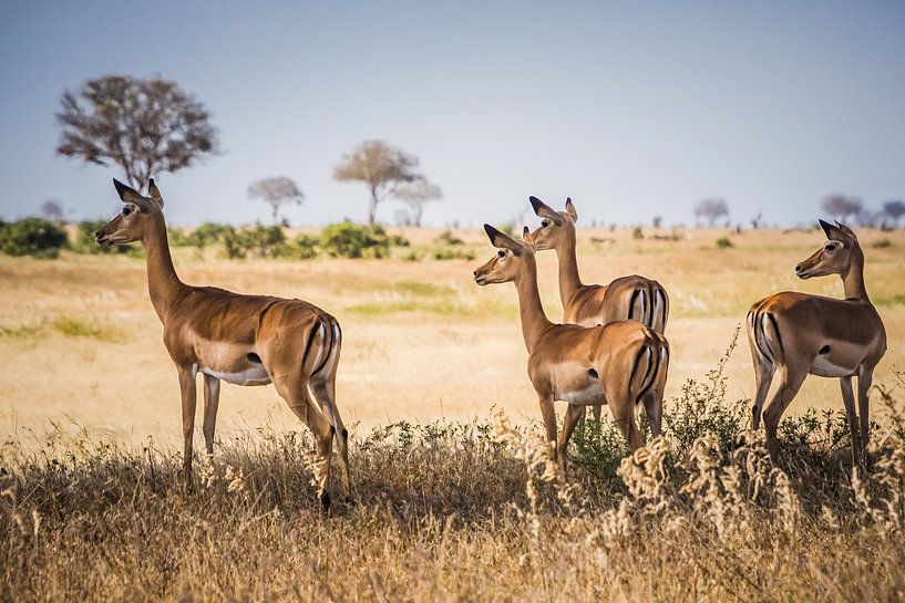 Gazellen in Nationaal Park Tsavo in Kenia van Ingrid van Wolferen