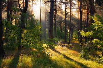 sonniger Wald von Mykhailo Sherman