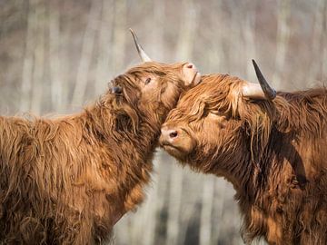 Scottish Highlanders, early spring happiness by Annie Jakobs