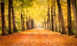 Verfärbte Waldschneise