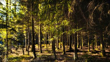 Sprookjesbos Zwarte Woud Duitsland