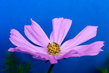 Cosmos bloem van Jolanta Mayerberg
