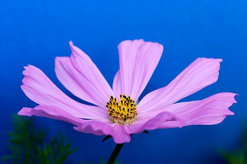 Cosmos bloem