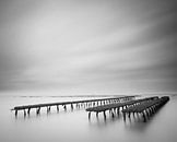 Oyster bed by Rudy De Maeyer thumbnail