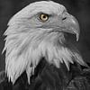 Zwart wit portret van een zeearend met kleurdetail van Astrid Brouwers