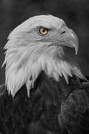 Black and white portrait of a bald eagle with a touch of color. 