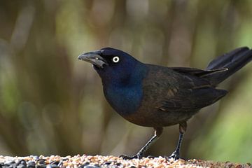 Een bronzen quiscale bij de feeder van Claude Laprise