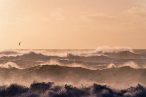 Danse des vagues de l'océan dans la lumière du soir