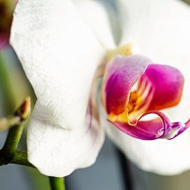 Orchidee in bloei van Angelique van Kreij