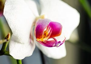 Blühende Orchidee von Angelique van Kreij