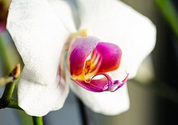 Orchidee in bloei van Angelique van Kreij