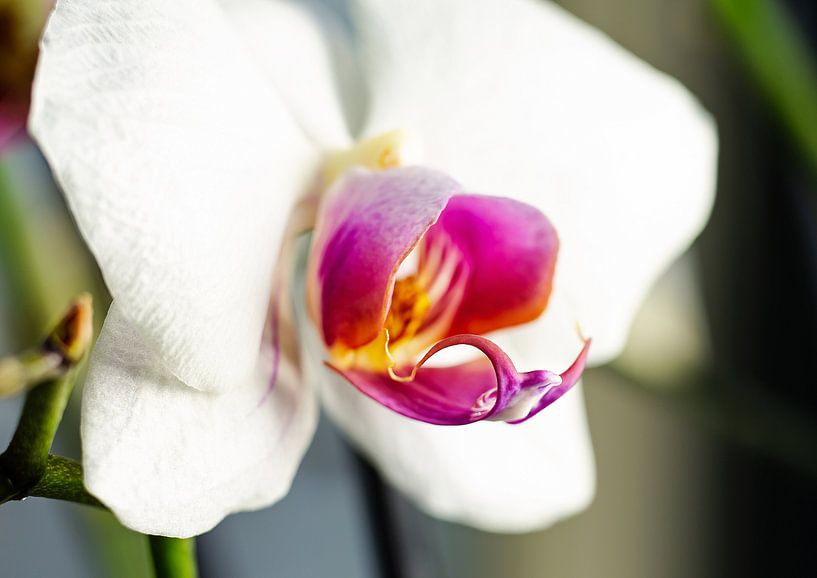 Orchidee in bloei van Angelique van Kreij